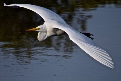 Great egret flying over lake