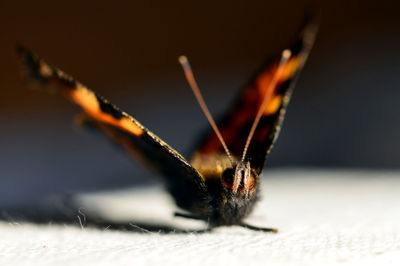 Close-up of butterfly