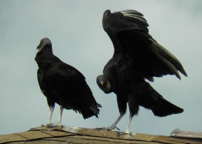 Low angle view of bird statue against sky