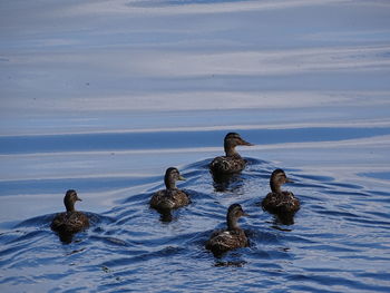 Ducks swimming in lake