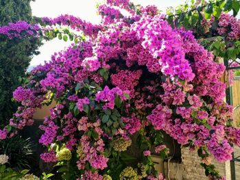 Close-up of pink bougainvillea blooming outdoors