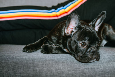 Close-up of black dog relaxing on pet bed