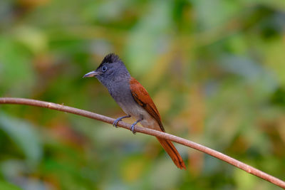 Close-up of bird perching on branch