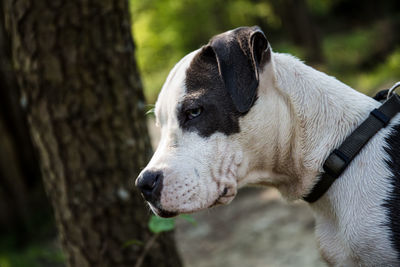 Close-up of dog looking away