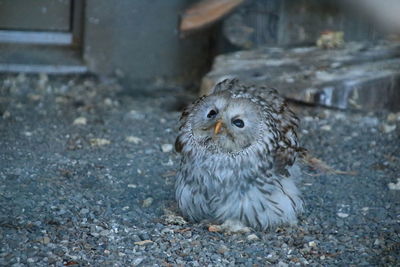 Portrait of owl