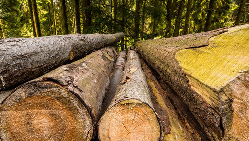 Stacked logs in forest