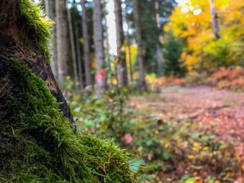 Trees growing in forest during autumn