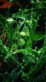 Close-up of water drops on leaves