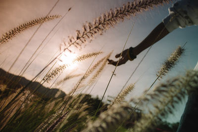 Low angle view of plants on field against sky