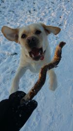 High angle portrait of dog