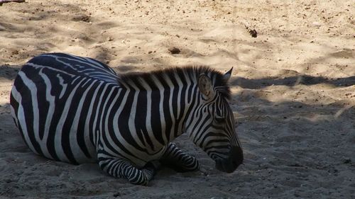 Close-up of zebra on sand
