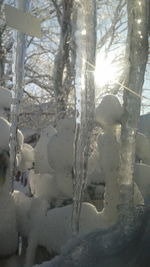 Close-up of tree during winter