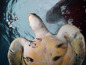 Close-up of green turtle swimming in sea