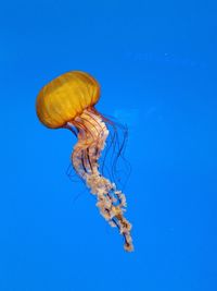 Close-up of sea nettle jellyfish against blue background