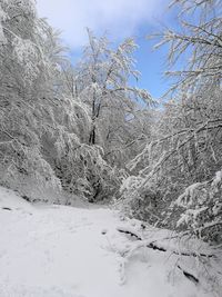 Close-up of snow covered tree against sky