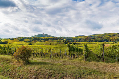 Vineyard in alsace near ribeauville, france. autumn