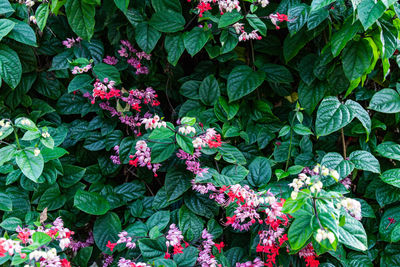 High angle view of flowering plants