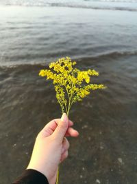 Close-up of hand holding yellow flower