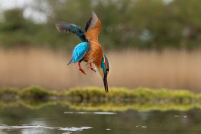 Kingfisher hunting fish in lake