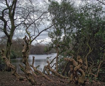 Trees growing in water