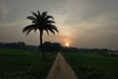 Palm trees on field against sky during sunset