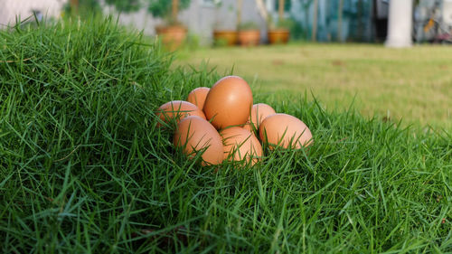 Eggs on grassy field at yard