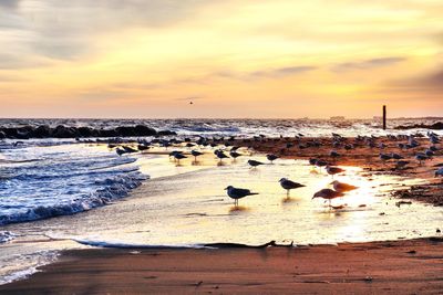 Flock of birds on beach against sky during sunset