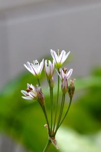 Close-up of flowers blooming outdoors