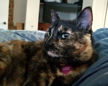 Close-up portrait of cat relaxing at home