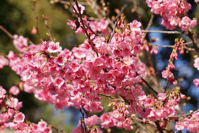 Close-up of pink bougainvillea blooming outdoors