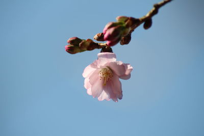Low angle view of pink cherry blossoms against sky