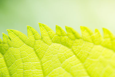 Close-up of multi colored leaf