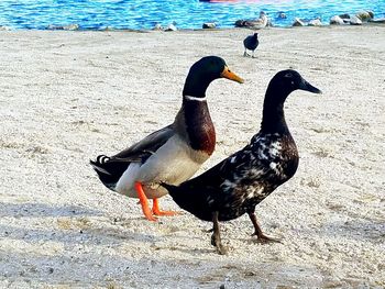 Duck on shore at beach