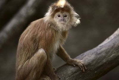 Portrait of monkey on branch