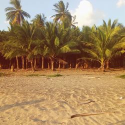 Palm trees on sand