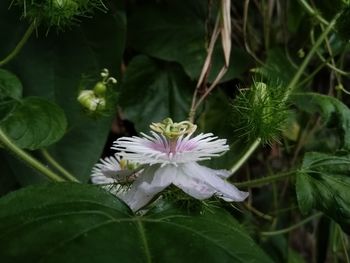 Close-up of white flowering plant