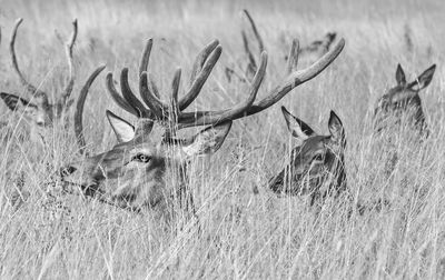 Close-up view deer in tall grass