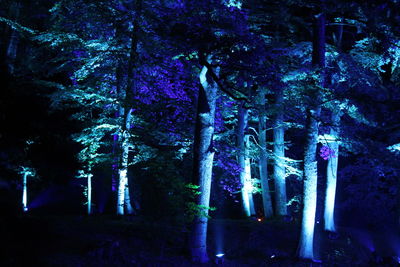 Low angle view of trees against clear sky