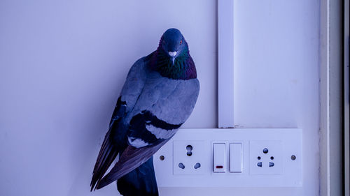 Close-up of bird perching