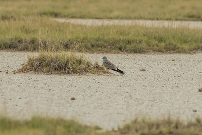 Side view of a bird on field