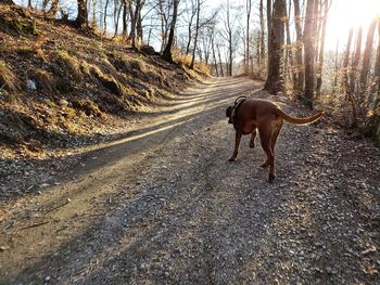 Dog running on road