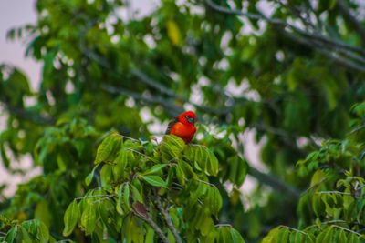 Bird perching on a plant