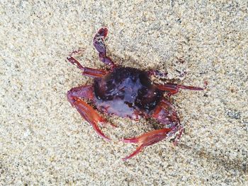 Close-up of crab on sand at beach