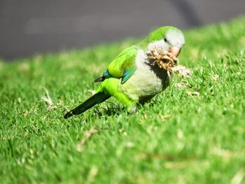 Close-up of bird perching on grass