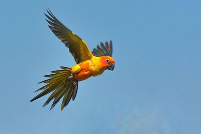 Low angle view of bird flying in sky