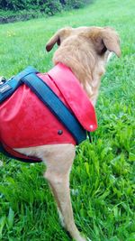 View of a dog on field