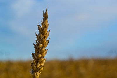 Close-up of wheat growing on field against sky