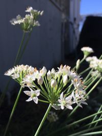 Close-up of white daisy flowers