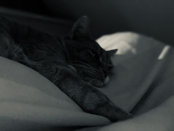 Close-up of cat sleeping on bed