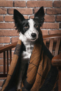 Portrait of dog on chair against brick wall
